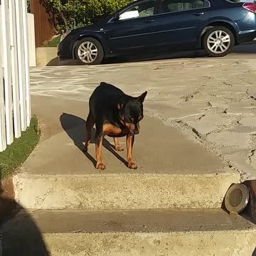 Dog lucy finds difficulty coming down steps.