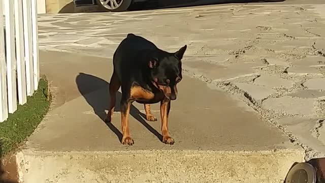 Dog lucy finds difficulty coming down steps.