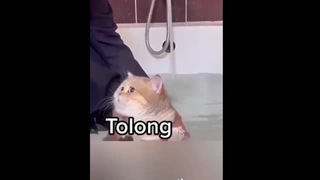 Angry toking cat