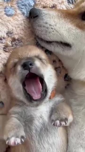 #Fun video#😂😂 Please Support like 👍