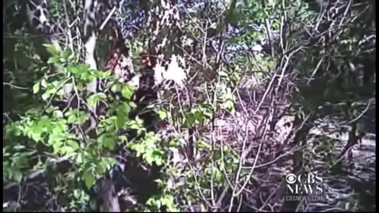 Man Is Rescued After Having Both Hands Nailed To A Tree