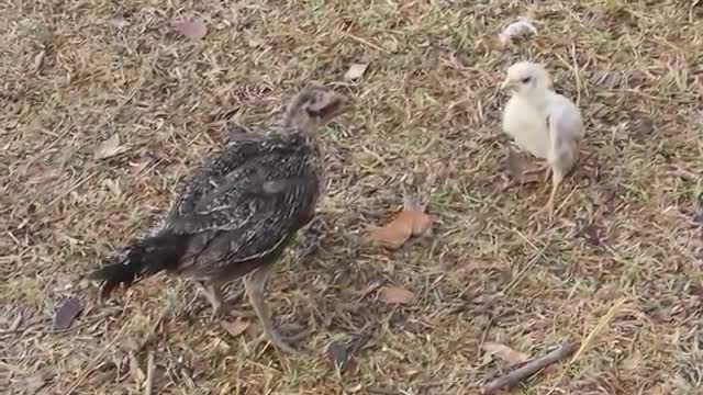 The hen show in farm