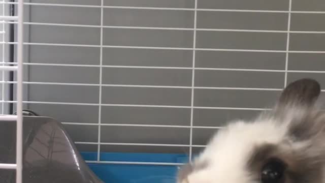 Small white grey rabbit eats food from syringe