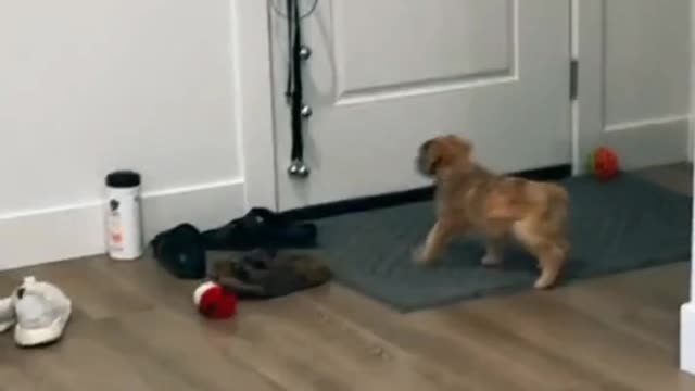 Cute animals funny videos