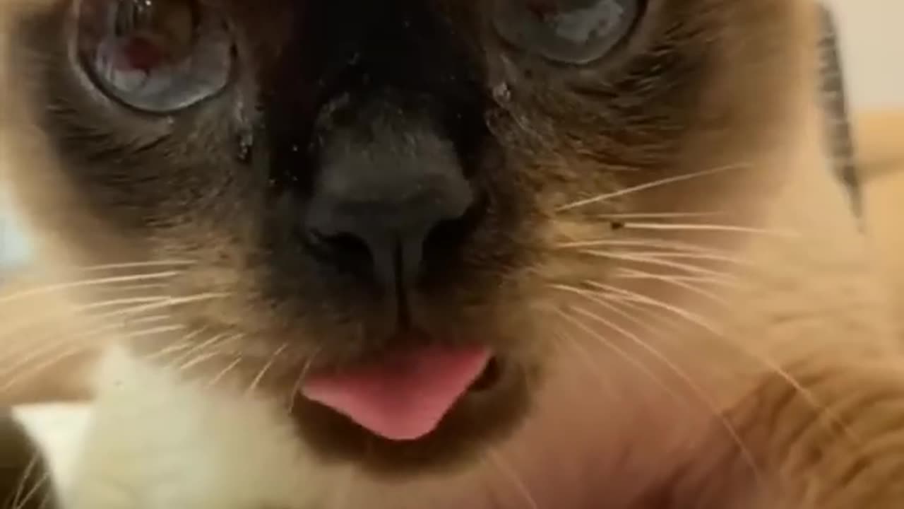 Funny Animal Videos 2024 Best Dogs And Cats Videos 😺😍 #viralsortvideo 69