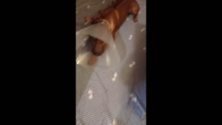 Big Ridgeback Dog Learns to Like His Cone