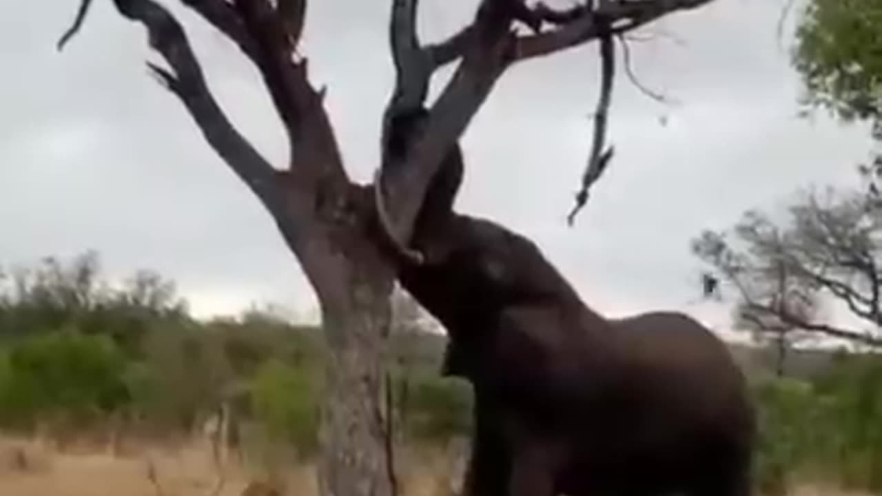 elephant 🐘 power 😨😨