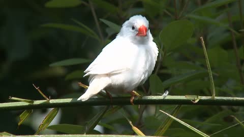 Bird Flying From Branch