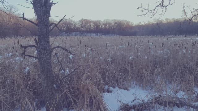 Winter, marsh late day