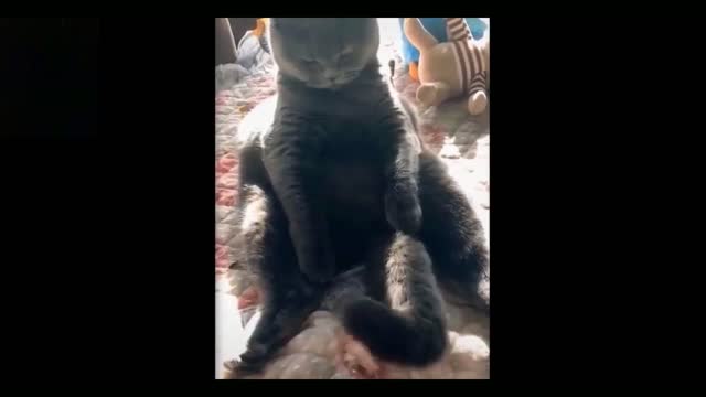 Cat playing with its own tail