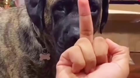 funny dogs overload fun with pets treading videos