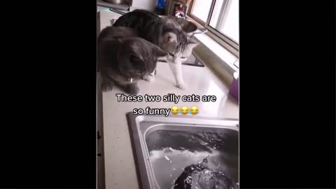 funny cat