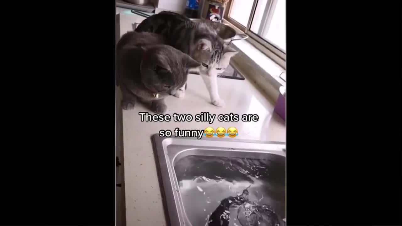 funny cat