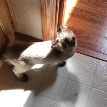 Blue Eyed Cat Peeking out