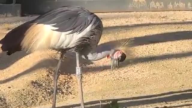 The giant bird is eagerly eating the grass.