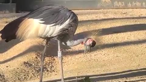 The giant bird is eagerly eating the grass.