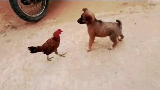 🤣🤣🤣 chicken versus dog who will win