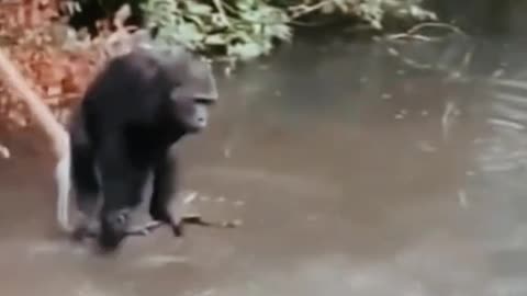 Funny monkey