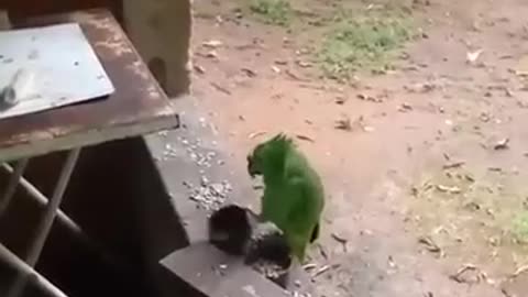 Parrot Singing the Song I threw the Stick at the Cat