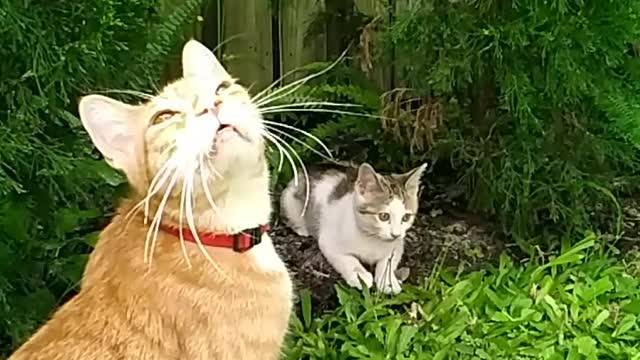 Chattering felines