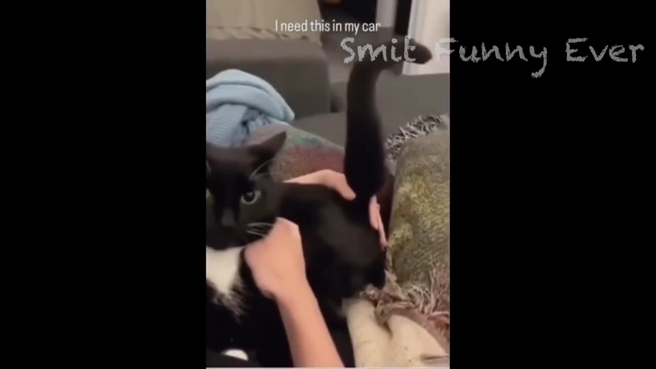 The Funniest Cat and Doggo Moments: Best of Worldwide Comedy! #10