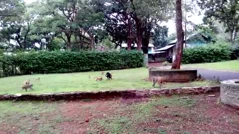 Dog Vs Monkey Monkey