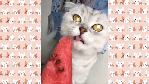 Cat Trying Fruits & Vegetables funny Cat Reaction