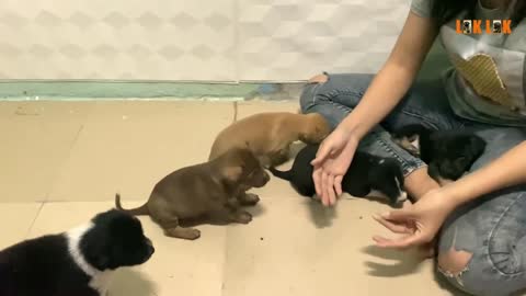 Baby Dogs - Cute and Have Dinner with Family