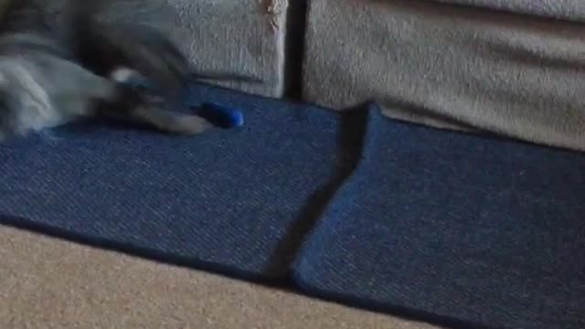 Grey cat pounces on toy awkwardly in front of couch on blue carpet