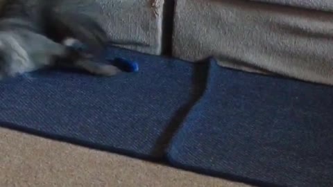 Grey cat pounces on toy awkwardly in front of couch on blue carpet