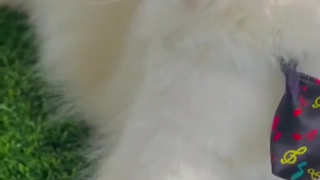 Very beautiful cats playing #cats #funnycats #rumble.com