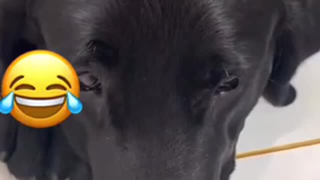 #Funnyvideo 😂😂😂😂😂 Pet lover