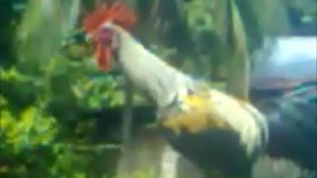 Weird Rooster Crowing and Laughing - Very Funny 😂