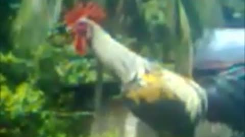 Weird Rooster Crowing and Laughing - Very Funny 😂