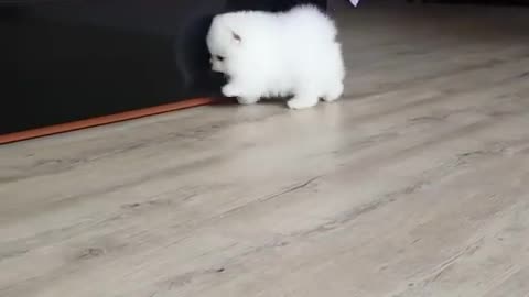 White cute dog