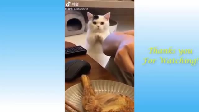 Cute cat try to eat chicken fry 😂😂😂