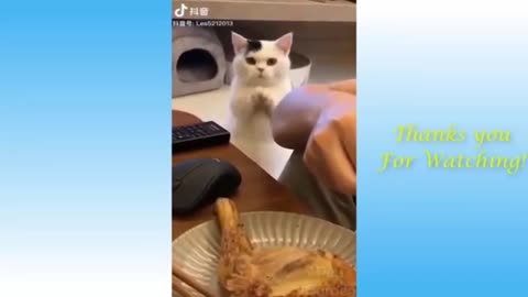 Cute cat try to eat chicken fry 😂😂😂