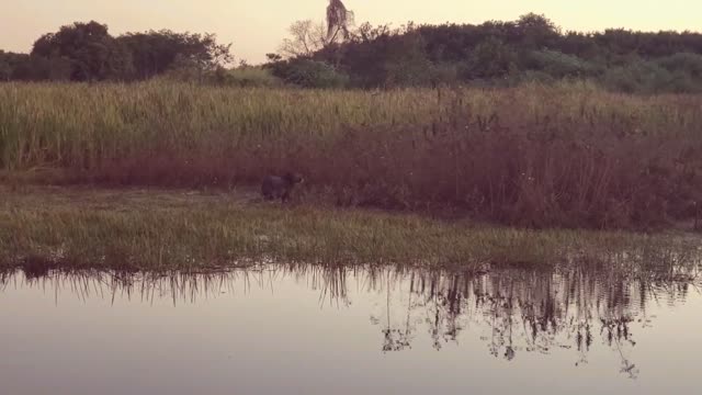 Capybara in the wildernis!