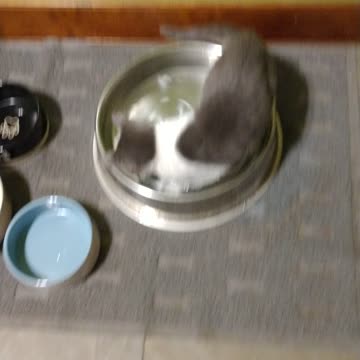Cat Bowl