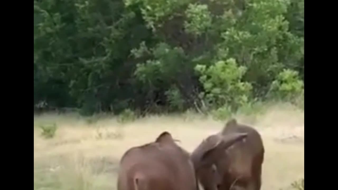 Aoudad in Texas, Exotic Game