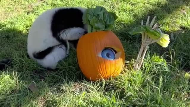 Halloween for the animals, they all seem to have a good time