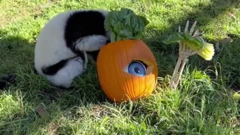 Halloween for the animals, they all seem to have a good time