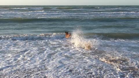 A lovely dog ​​who enjoys the water