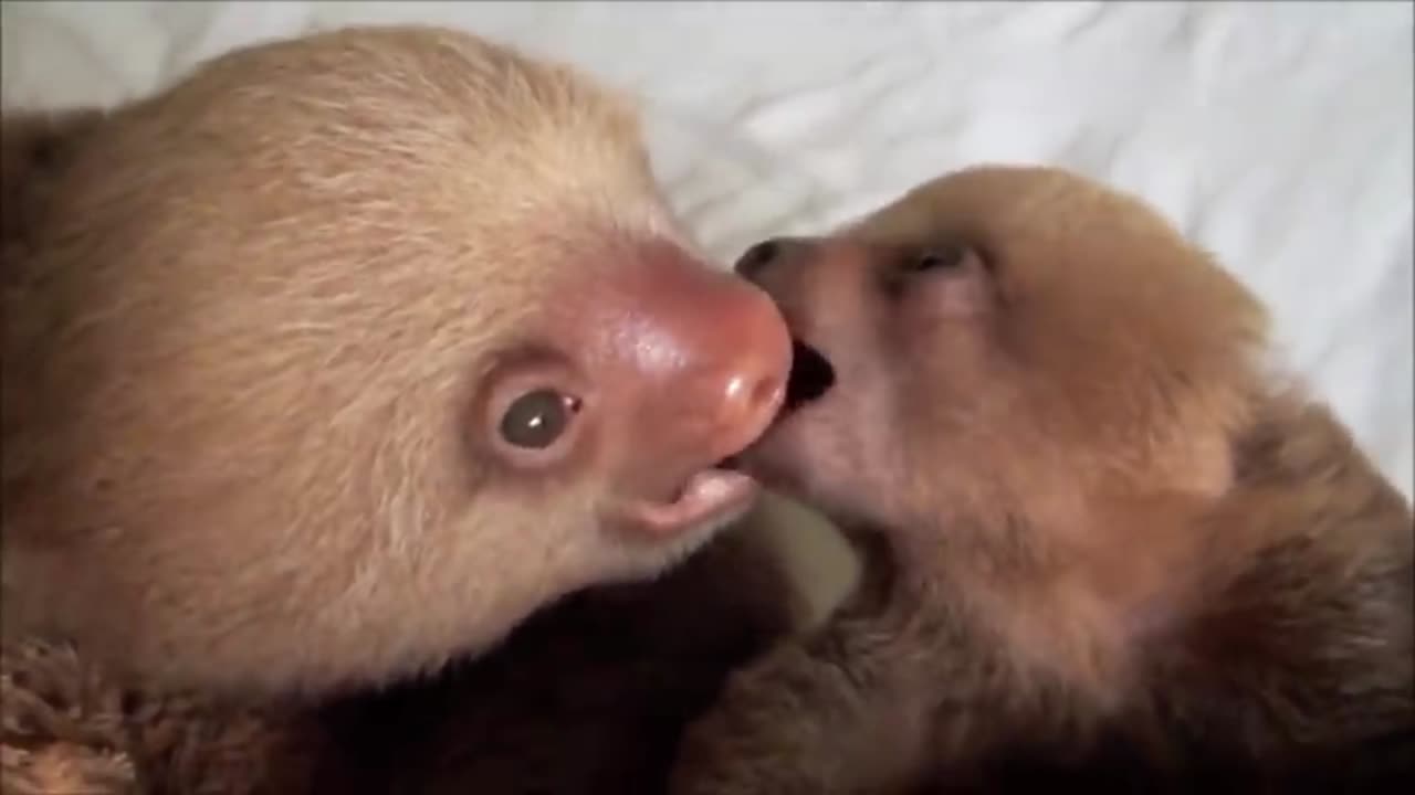 Baby Sloths Being sloths - FUNNIEST Compilation..!!