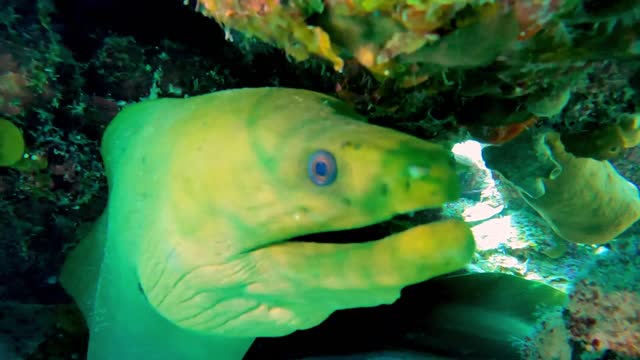 Moray eels' most impressive teeth are ones you don't see