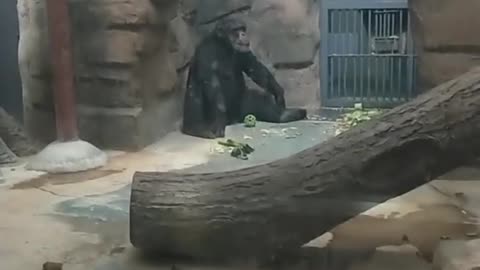 The depressed chimpanzee