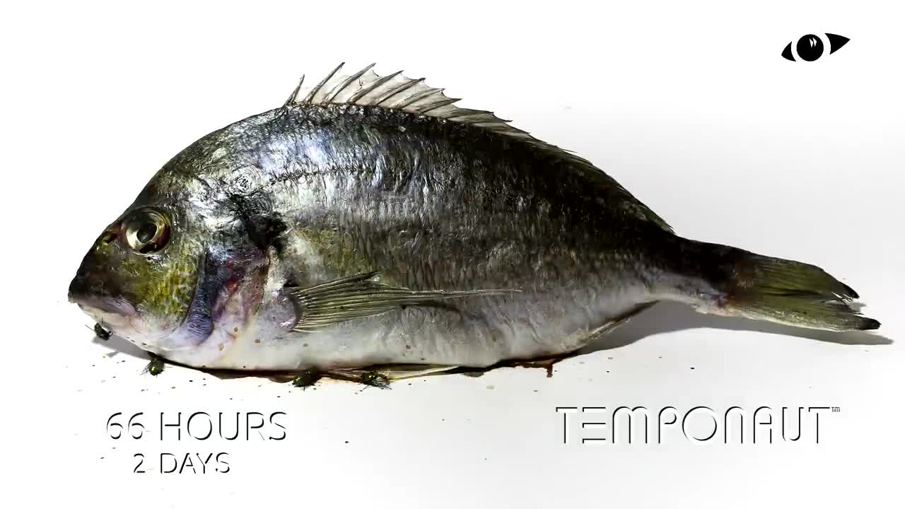 Fish Eaten By Maggots Timelapse