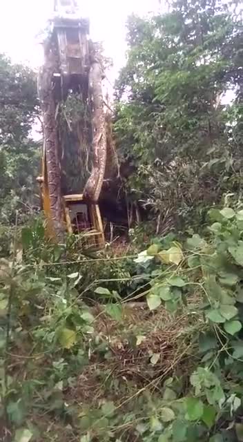 A snake this big is probably the first time I've ever seen the real world, not the movie world