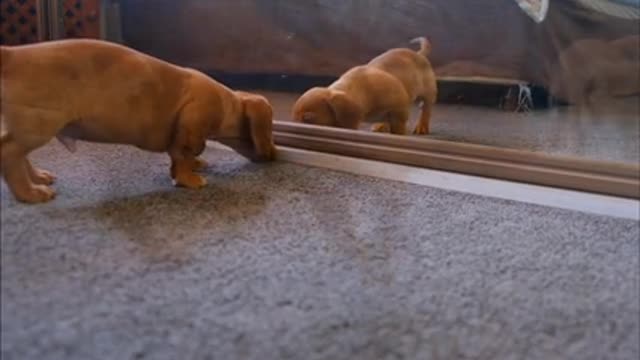 See the dog unbelievable himself in front of the mirror