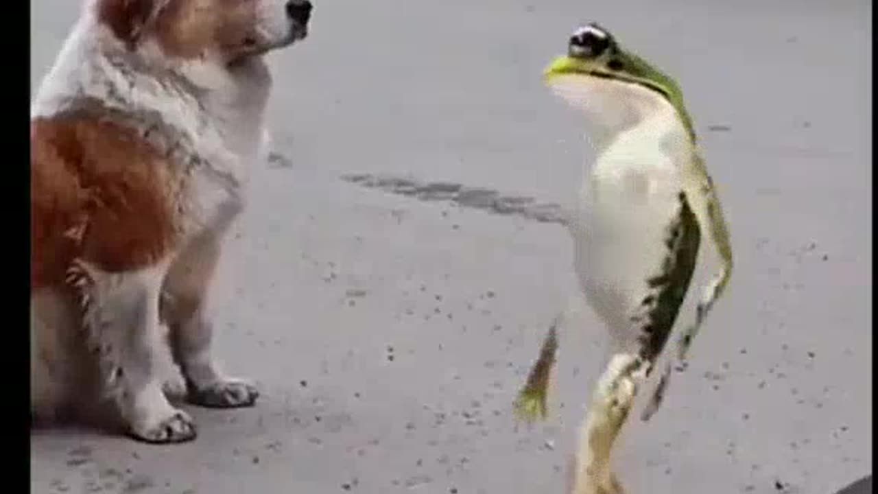 frog and dog dancing dog,